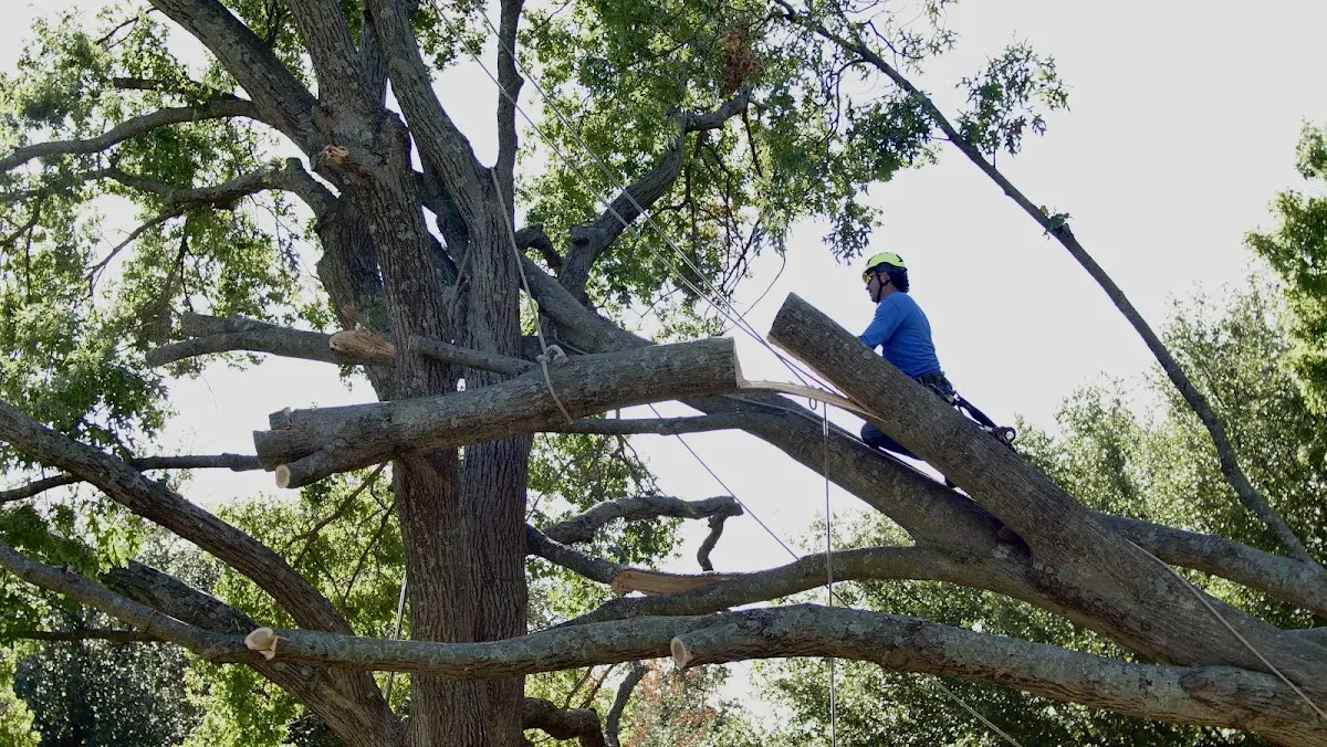 Professional Hazardous Tree Removal performed by certified arborists in Peach Orchard
