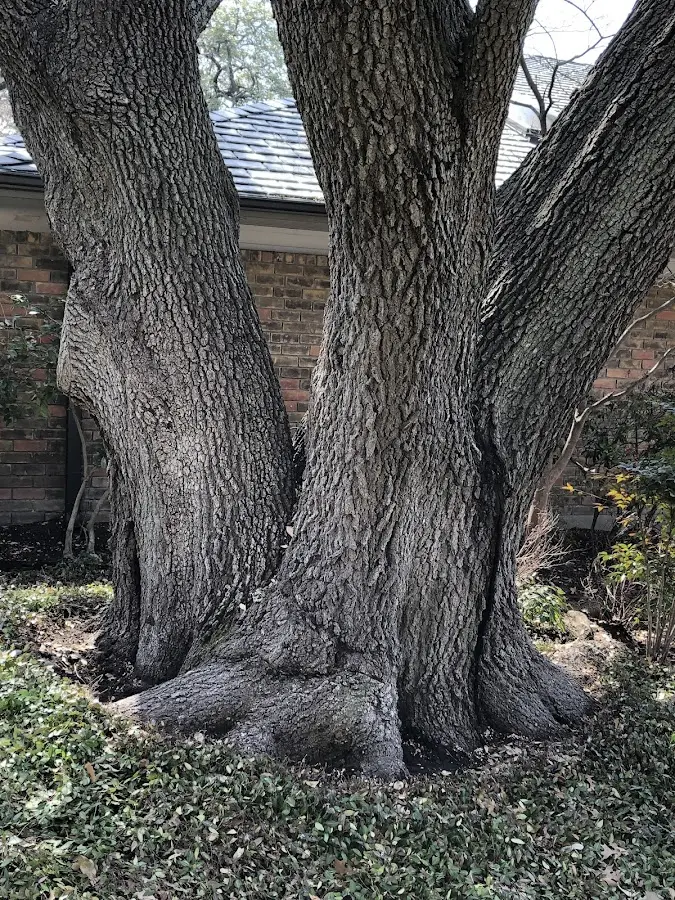 Mature heritage tree close to a Peach Orchard property cared for by certified arborists
